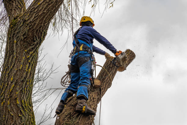 Pleasant Hill, MO Tree Removal Company