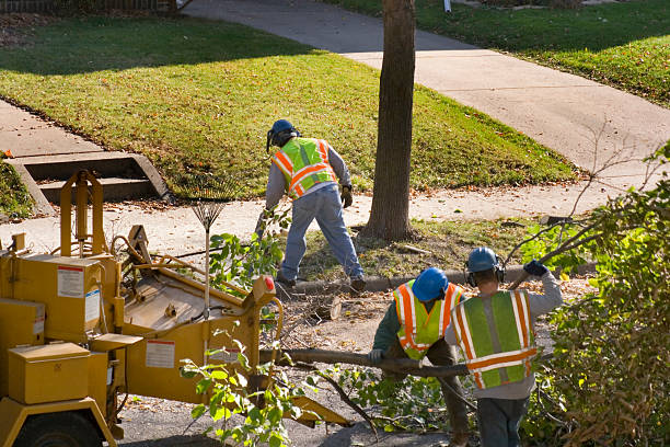 Lawn Renovation and Restoration in Pleasant Hill, MO